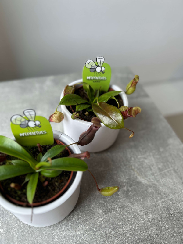 Непентес 10 см