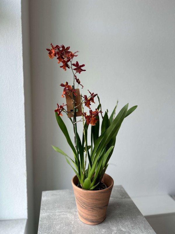 Орхидея Камбрия 70 см