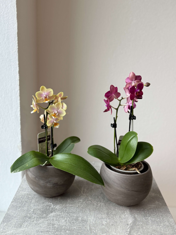 Орхидея Фаленопсис Микс 30 см