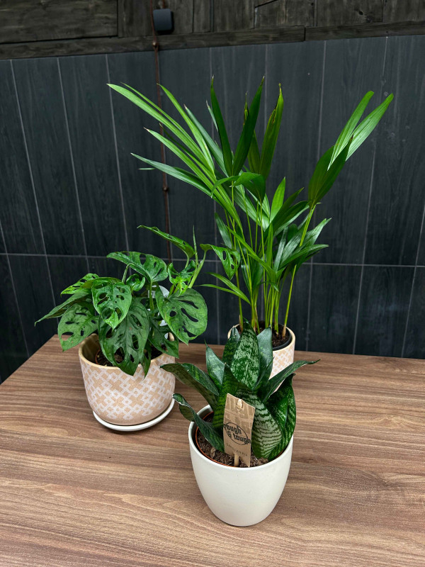 Набор растений #20 "Эстетика для кухни"