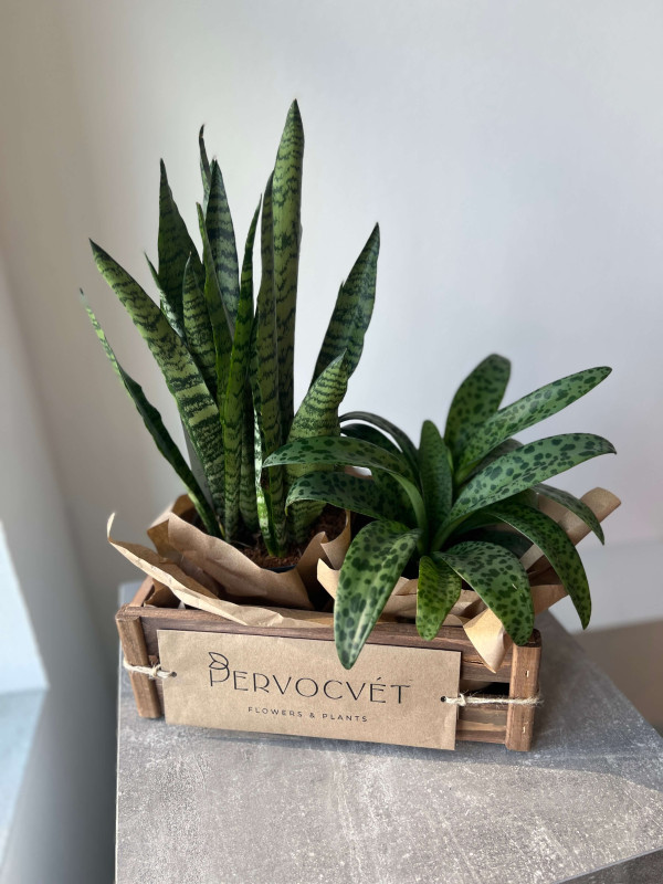 Набор растений #4 "Полосатая пара"