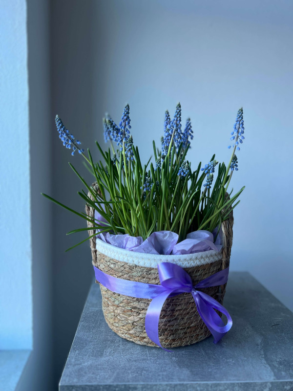 Корзина первоцветов #3 мускари
