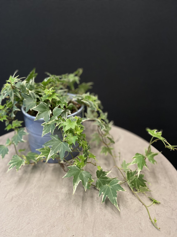 Хедера Белая Рябь 30 см