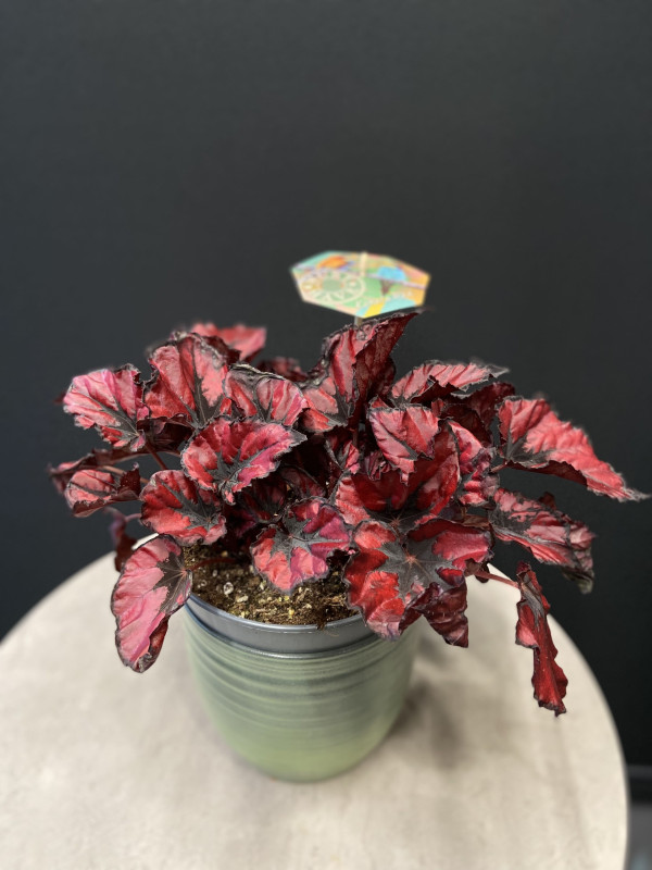 Бегония Красный Поцелуй 30 см