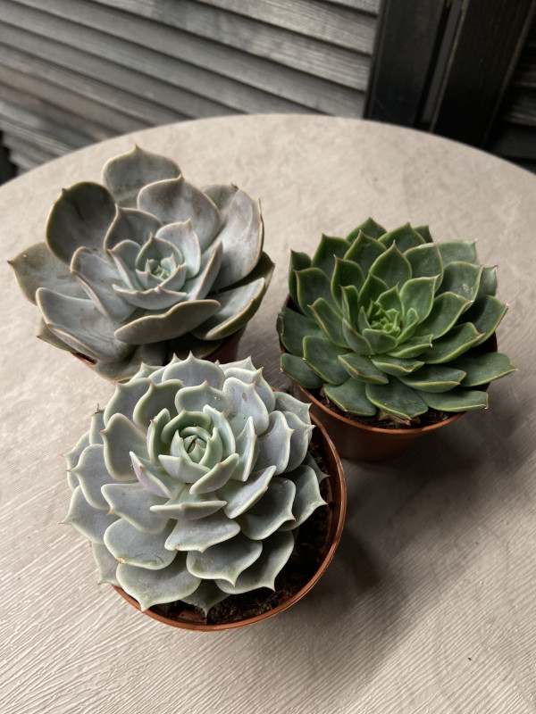 Эхеверия Микс д 8 см