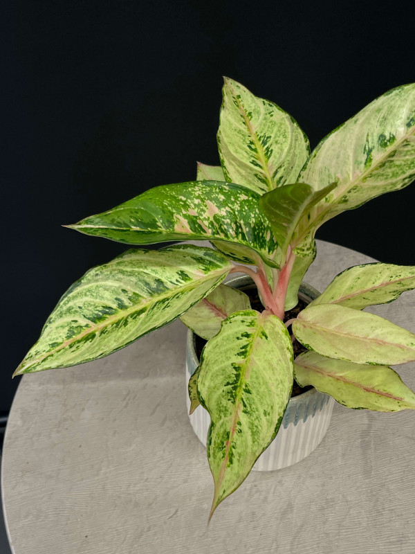 Аглаонема Шартрез Прити (Chartreuse Pretty) 40 см