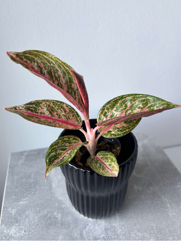 Аглаонема Голд Даст 30 см