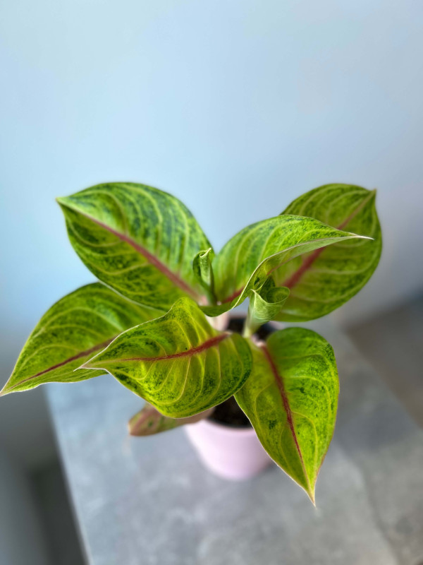 Аглаонема Игуана Ред 40 см