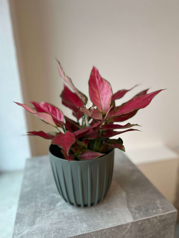 Аглаонема Ред Энджел 35 см