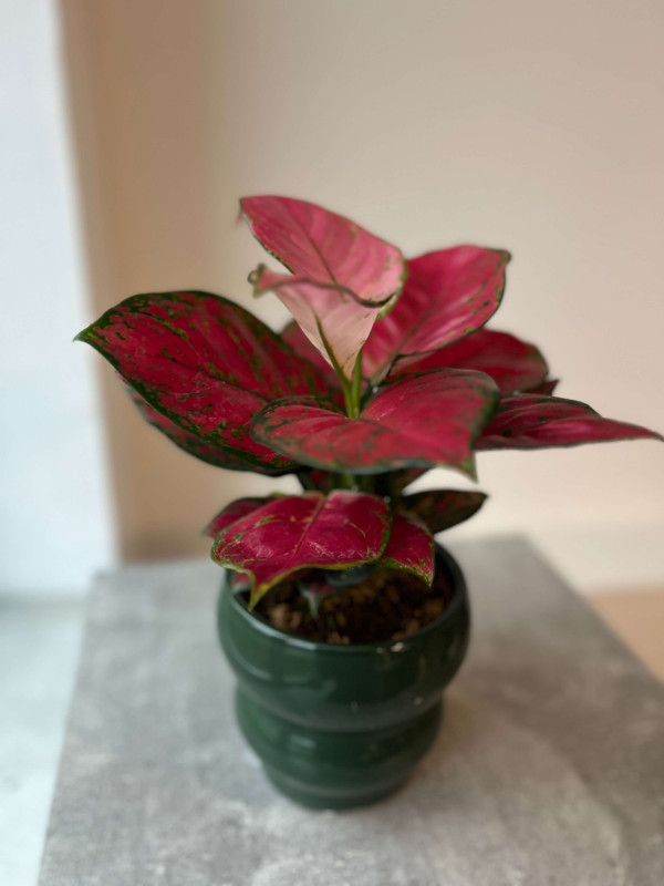 Аглаонема Ред Энджел 25 см