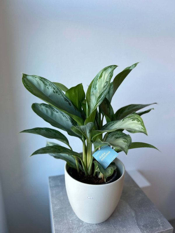 Аглаонема Сильвер Бей 60 см