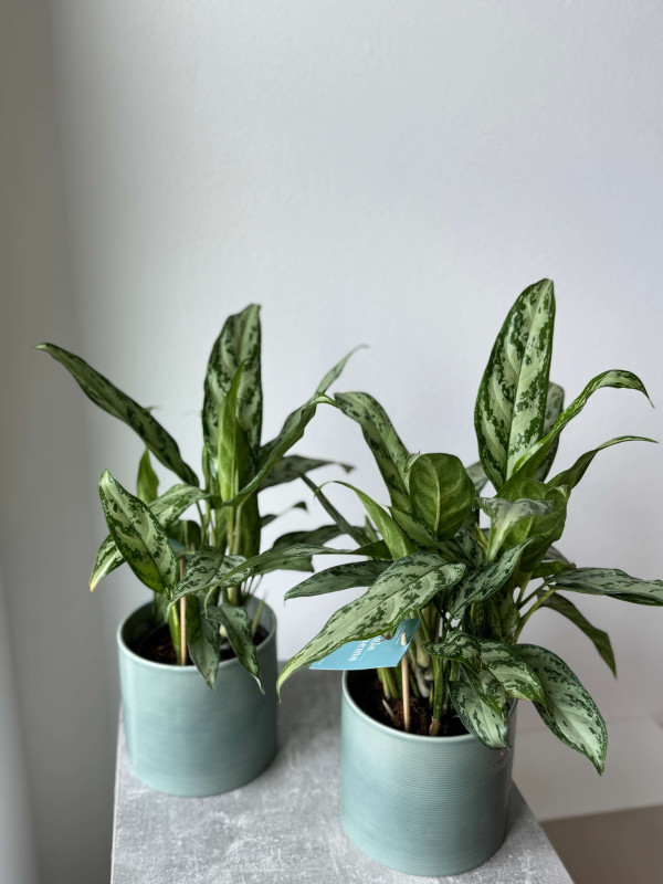 Аглаонема Сильвер Квин 40 см