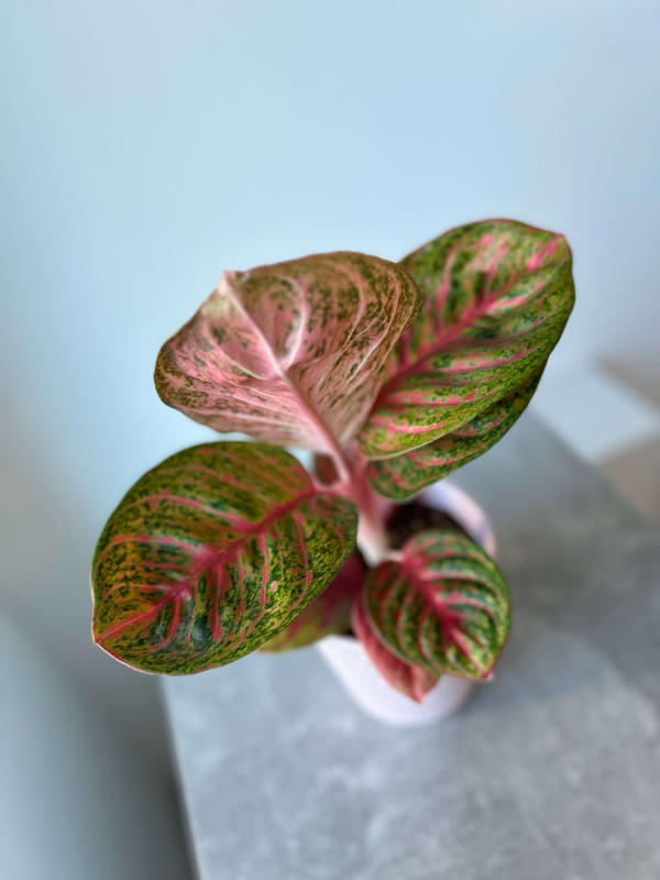 Аглаонема Темная Розовая Звезда 40 см