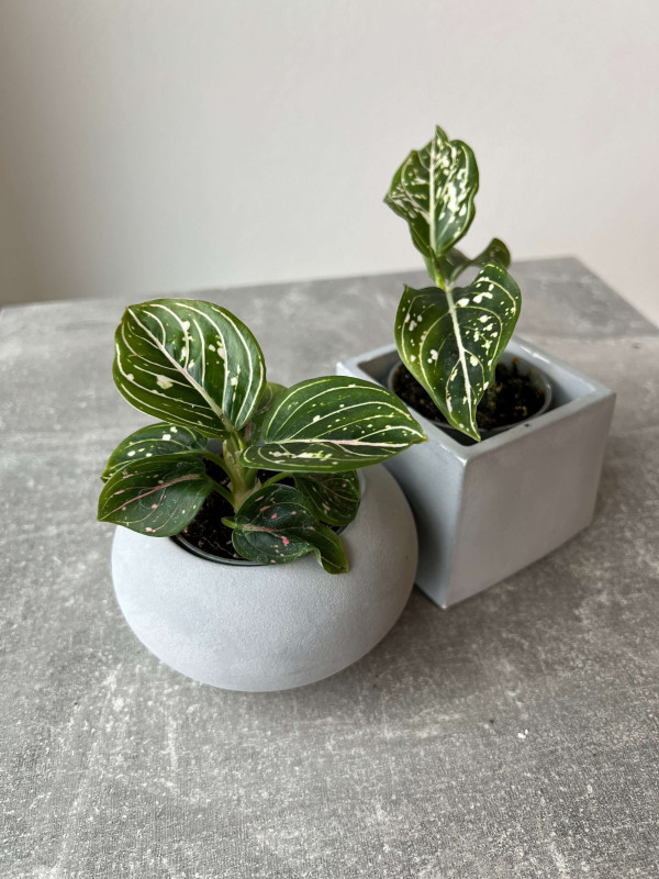 Аглаонема Томас Прайд 10 см