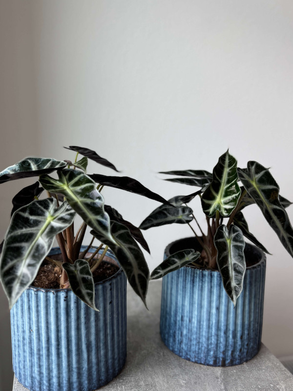 Алоказия Бамбино Эрроу 40 см