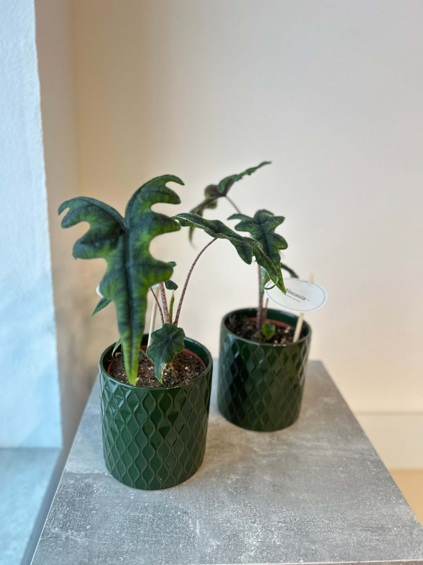 Алоказия Жаклин 30 см