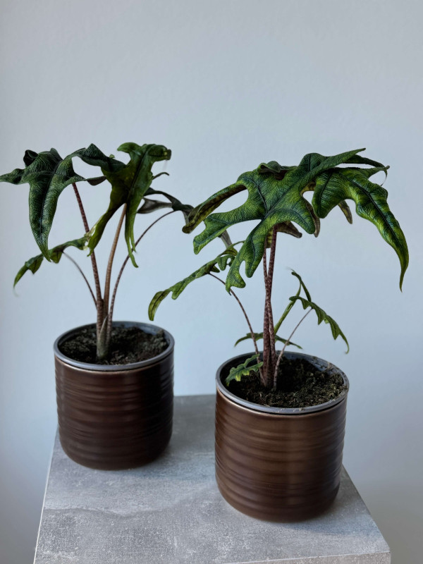 Алоказия Жаклин 40 см