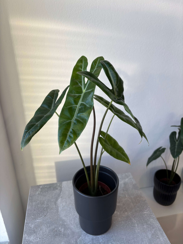 Алоказия Лонгилоба 50 см