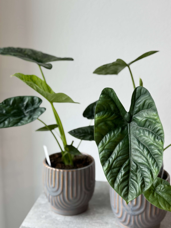 Алоказия Лукиван 55 см