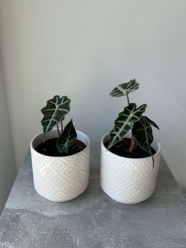 Алоказия Полли 25 см