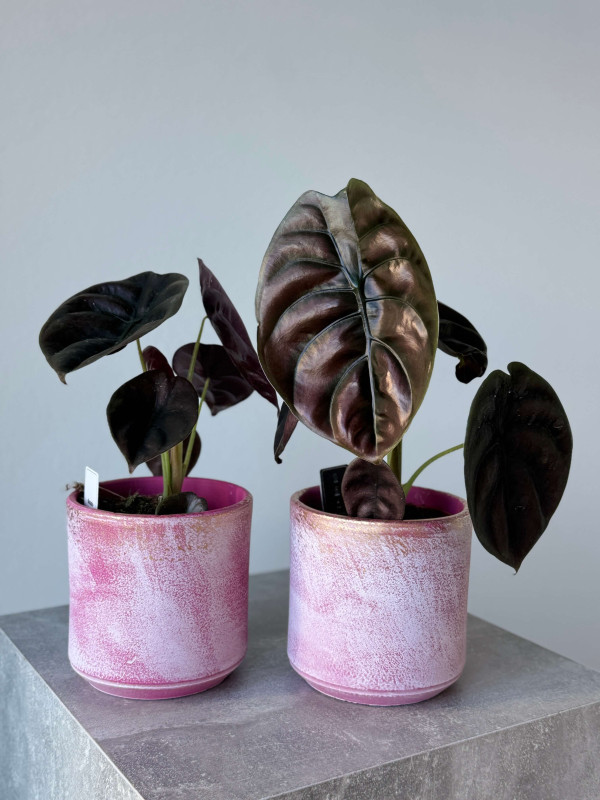 Алоказия Купера Ред Секрет 30 см