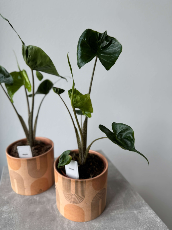 Алоказия Стингрей (Скат) 30 см