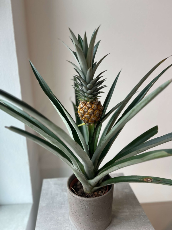 Ананас Чампака 60 см