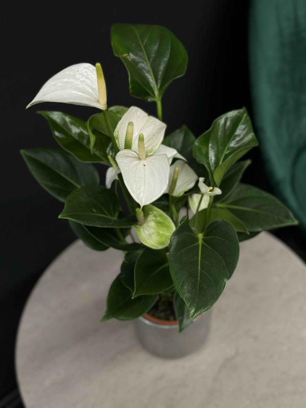 Антуриум Андре Белый 50 см