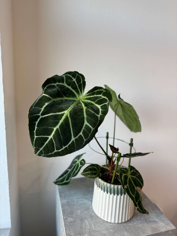 Антуриум Хрустальный 55 см