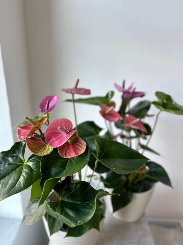 Антуриум Андре Кавалли 50 см