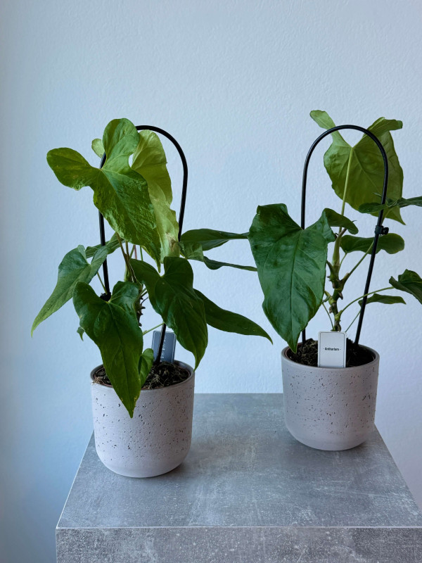 Антуриум Балаоанум 50 см