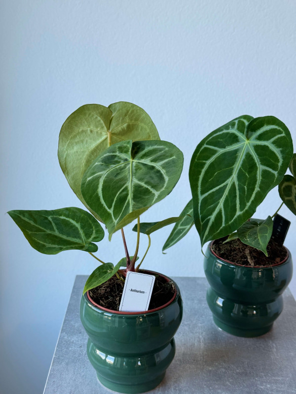 Антуриум Магнификум 40 см