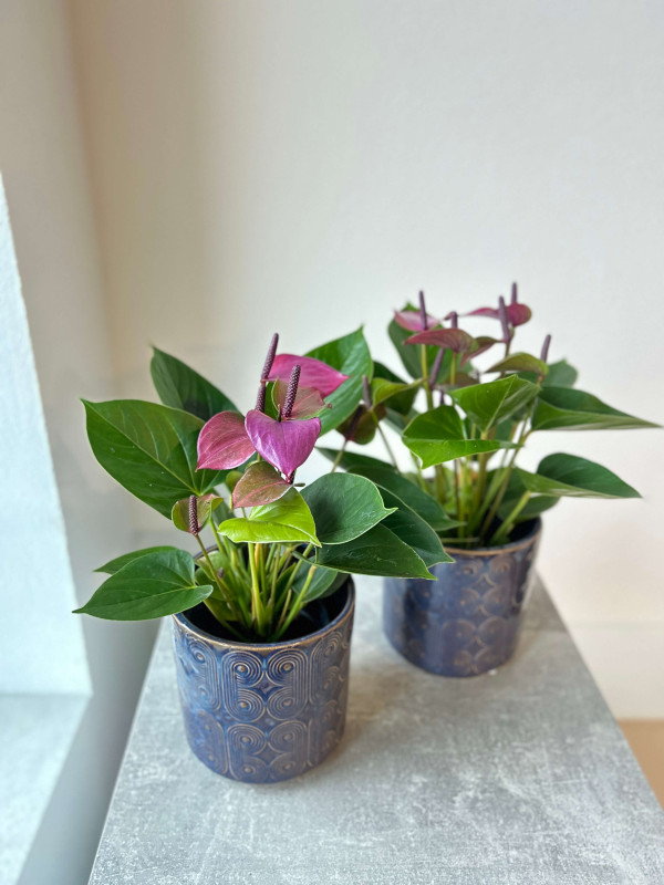 Антуриум Сирано 30 см