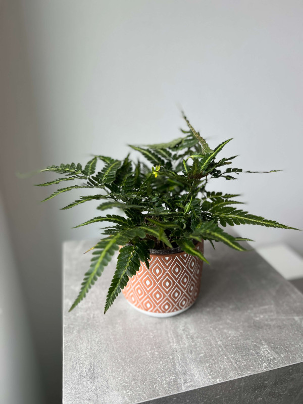 Арахниодис 40 см