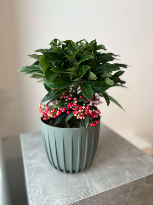 Ардизия Городчатая 40 см