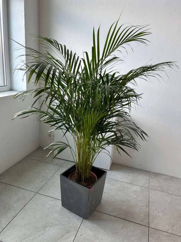 Арека Дипсис 140 см