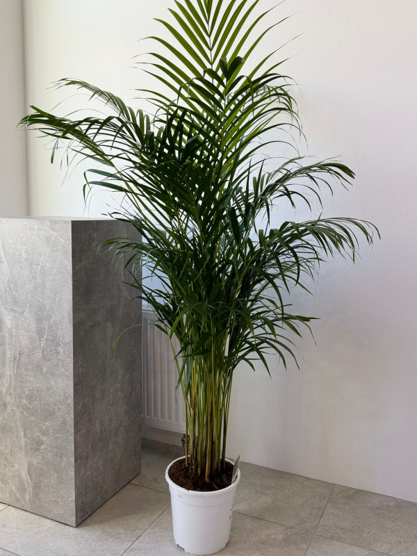 Арека Дипсис 150 см
