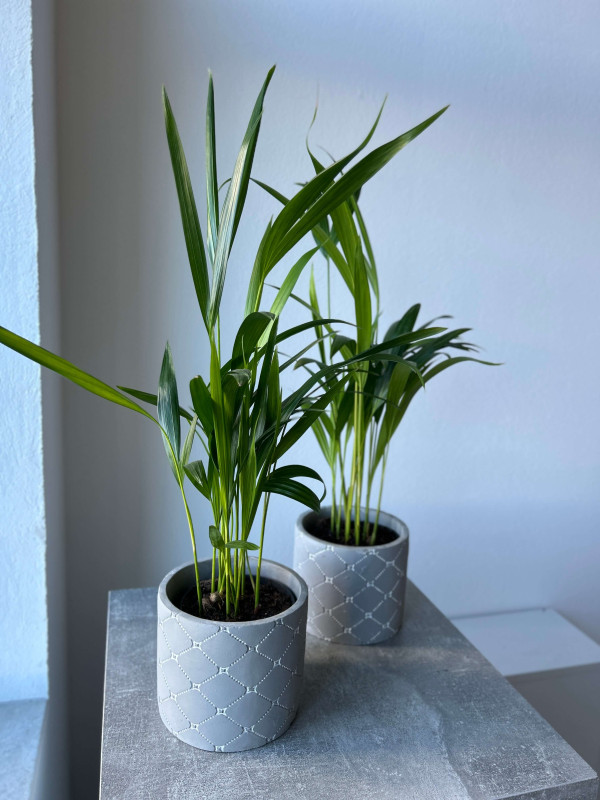 Арека (Дипсис) 50 см