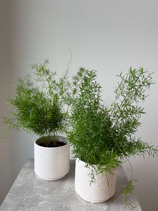 Аспарагус Шпренгера 40 см