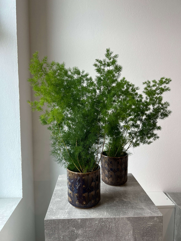 Аспарагус Умбелатус 40 см