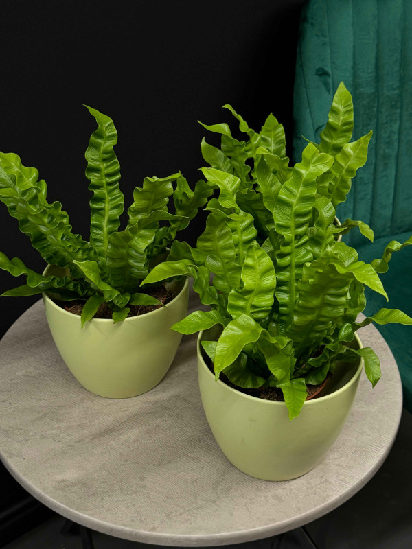 Асплениум Криспи Гнездовой 30 см