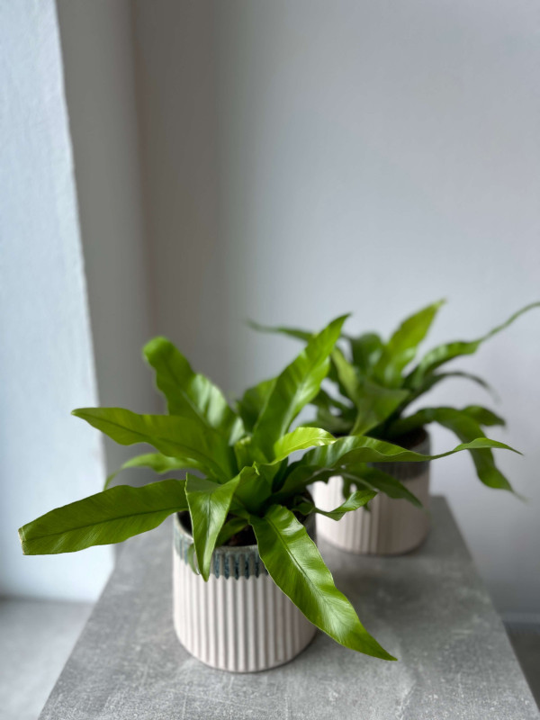 Асплениум Антикум 30 см