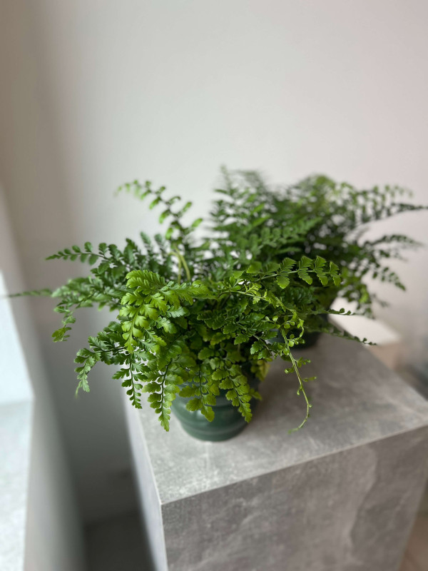 Асплениум Двуформенный 30 см