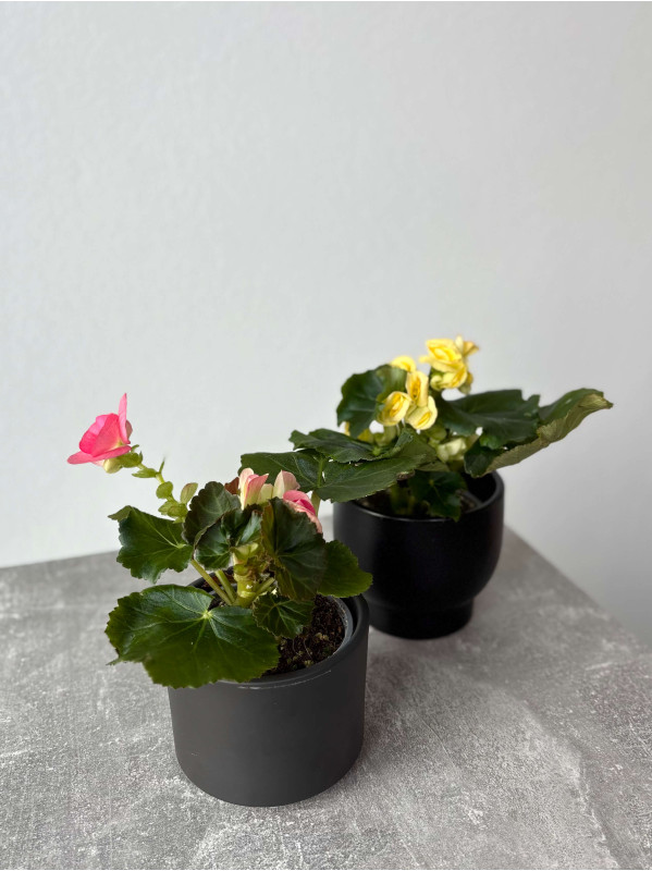 Бегония Микс 20 см