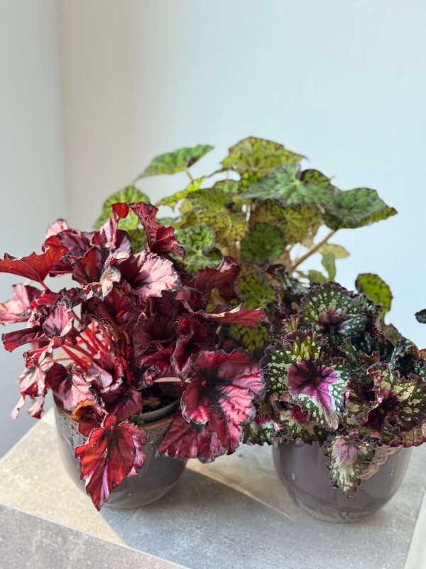Бегония Рекс Микс 25 см
