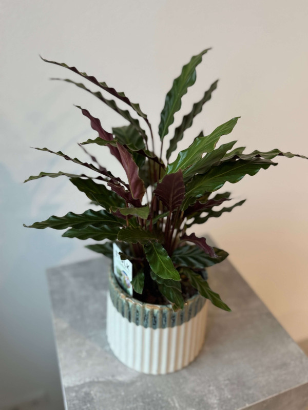 Калатея Руфибарба Элдер Грасс 50 см