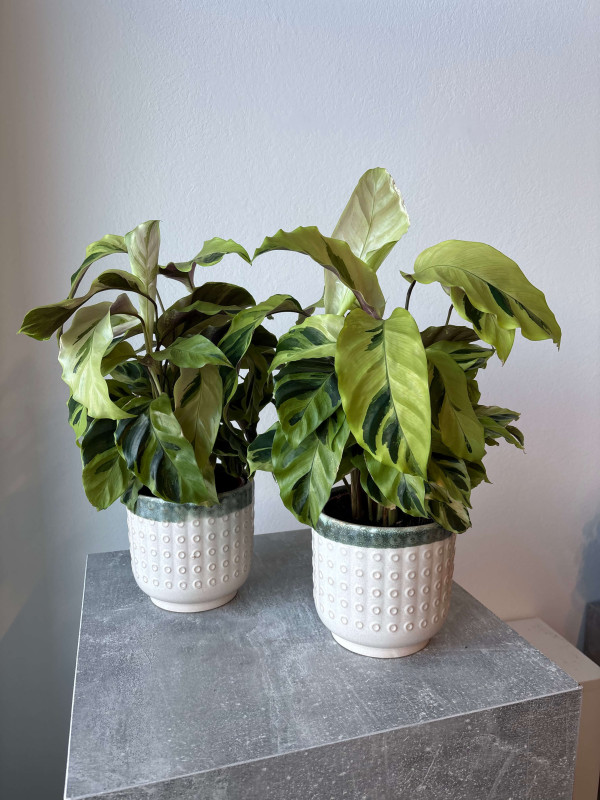 Калатея Фьюжн Еллоу 50 см