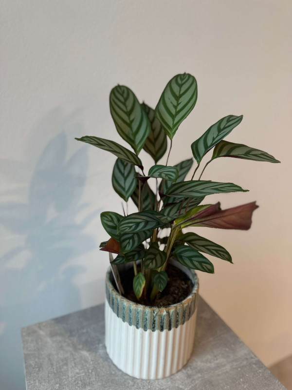 Ктенанта Оппенгейма 50 см