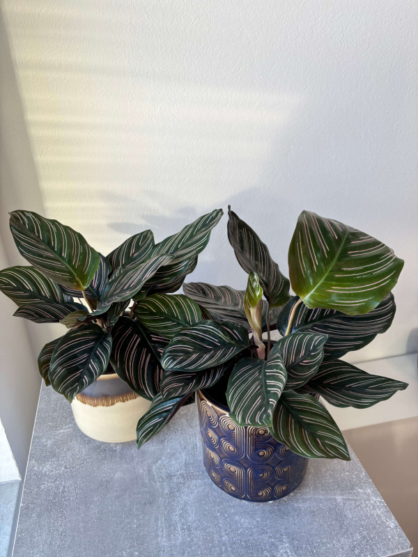 Калатея Орната Сандериана 30 см