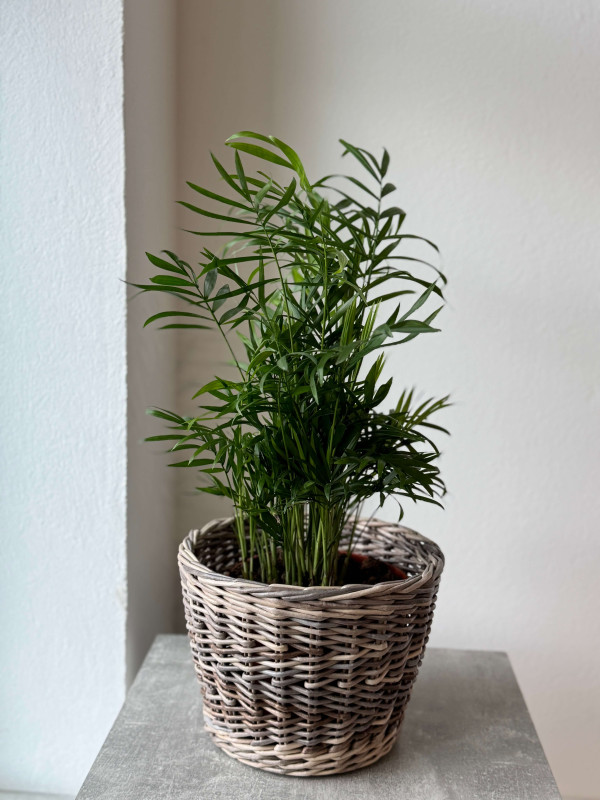 Хамедорея Элеганс (Изящная) 60 см